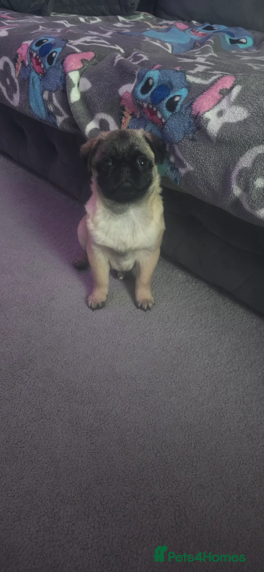 Pug dogs for sale: Girl  - Advert 2