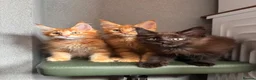 Maine Coon cats for sale: ✨5 Gorgeous GCCF Pure Bred MC kittens  in Burton-on-Trent - Advert 19