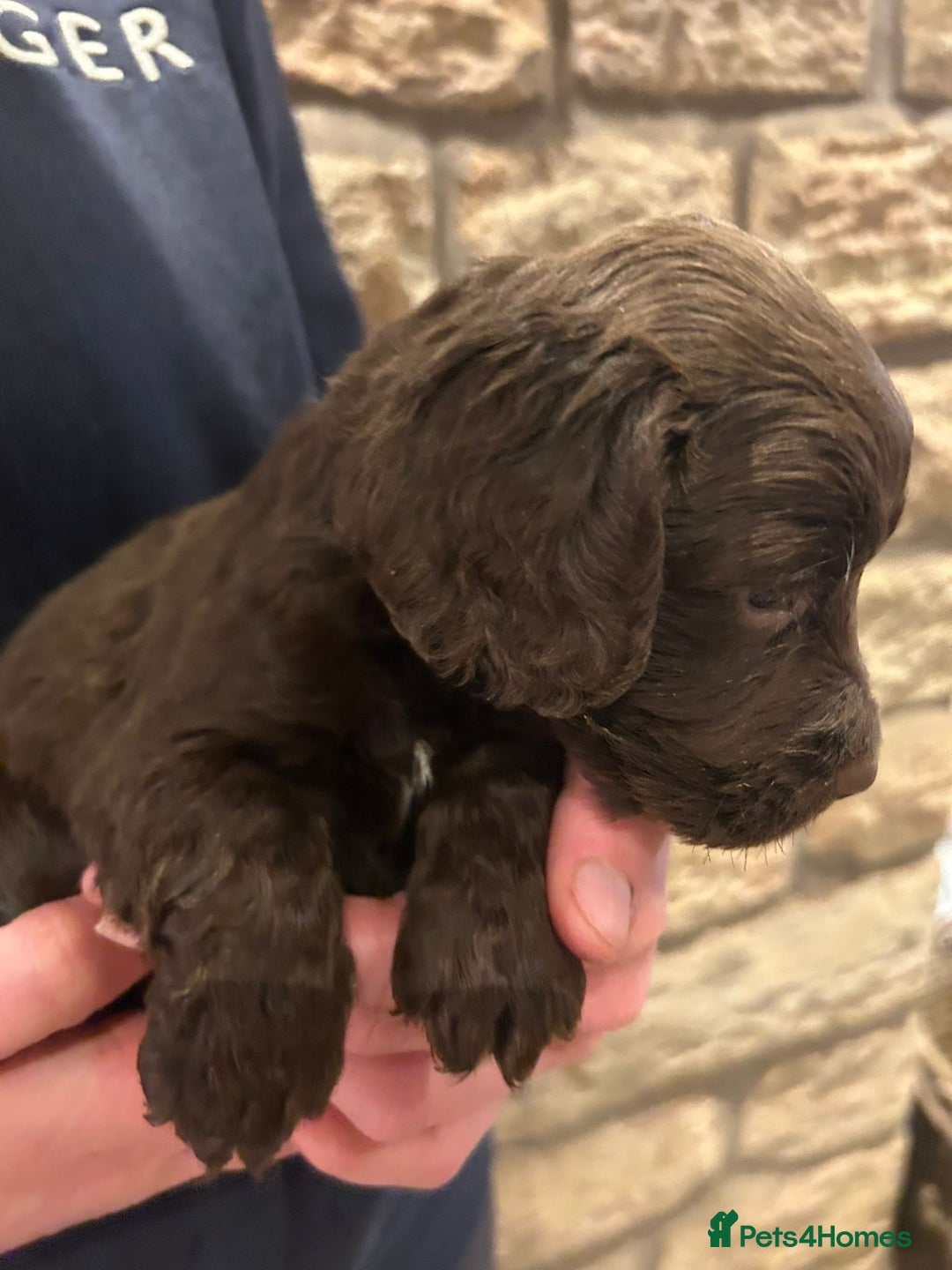 Cocker Spaniel dogs for sale: Working cocker spaniel  - Advert 13