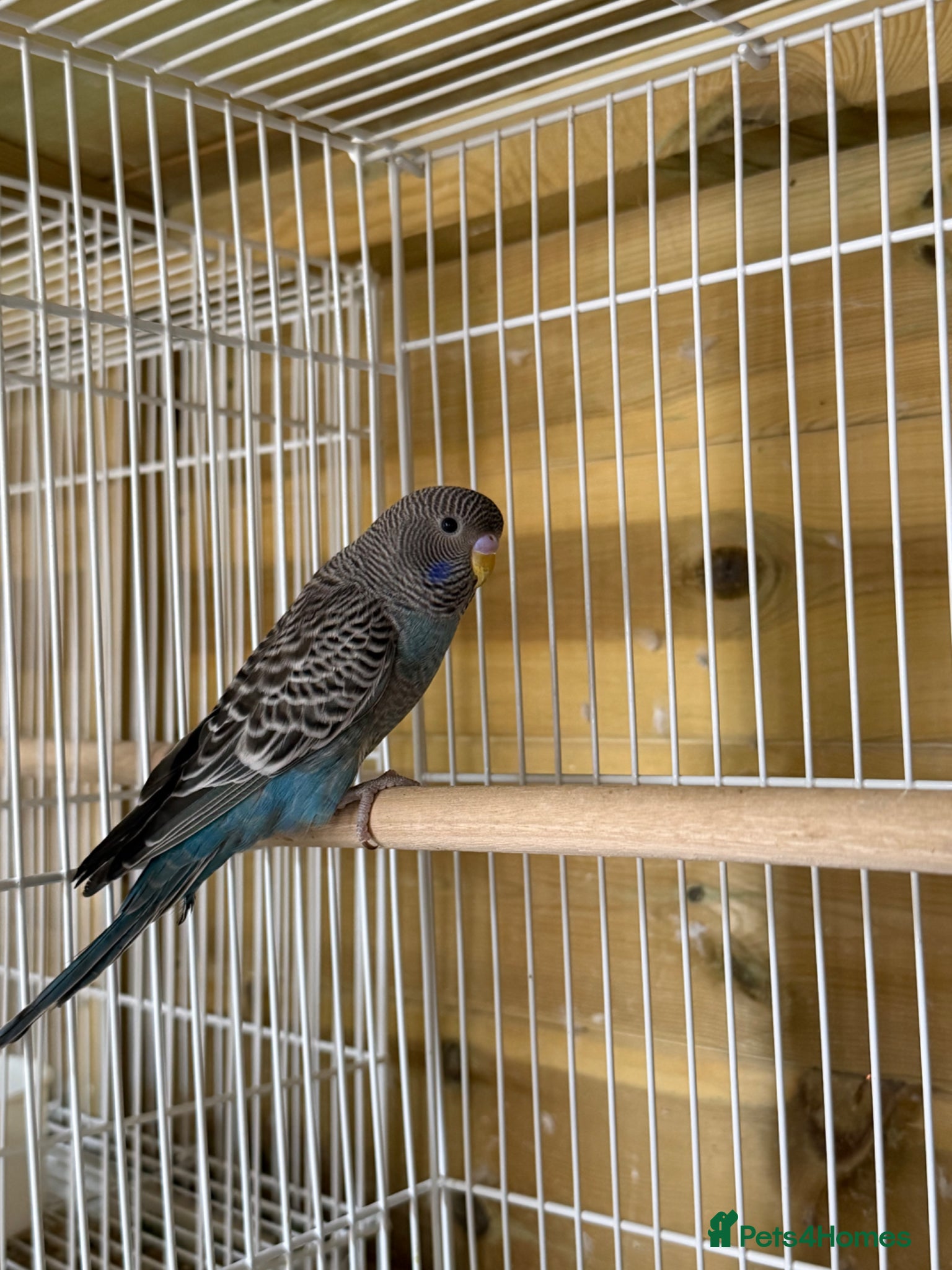 Budgerigars birds for sale: Young black face budgies - Advert 6