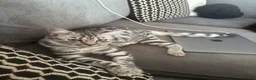 Mixed Breed cats for sale: 6 month female for sale - Advert 5