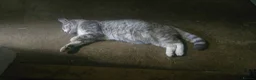 Mixed Breed cats for sale: 4 kittens  - Advert 1
