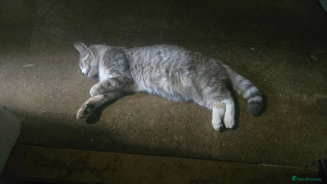Mixed Breed cats for sale: 4 kittens  - Advert 1