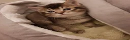 Mixed Breed cats for sale: Ragdoll X Scottish Straight Kittens in North Shields - Advert 5