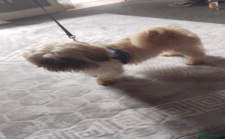 Lhasa Apso dogs - Advert 4