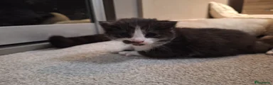 Mixed Breed Kitten 4