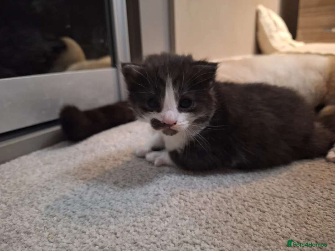 Mixed Breed cats for sale: Bengal mix - beautiful kittens  - Advert 2