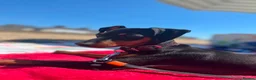 Mixed Breed dogs for sale: Miniature Pinscher Puppies For Sale - Advert 2