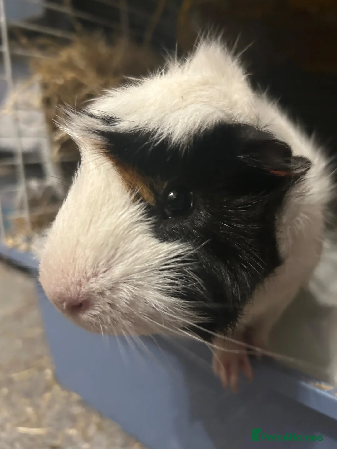 Guinea Pig rodents for sale: Male guinea pig, Pumbaa  - Advert 2