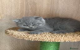 British Shorthair cats for sale: Pure british  shorthair  kittens  - Image 12