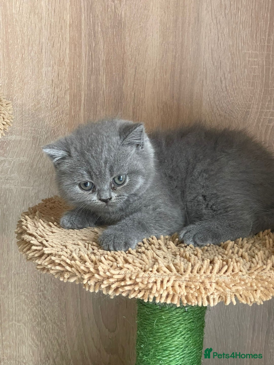 British Shorthair cats for sale: Pure british  shorthair  kittens  - Image 12