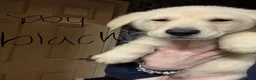 Sheprador dogs for sale: 9 beautiful puppies for sale  in Wolverhampton - Advert 39