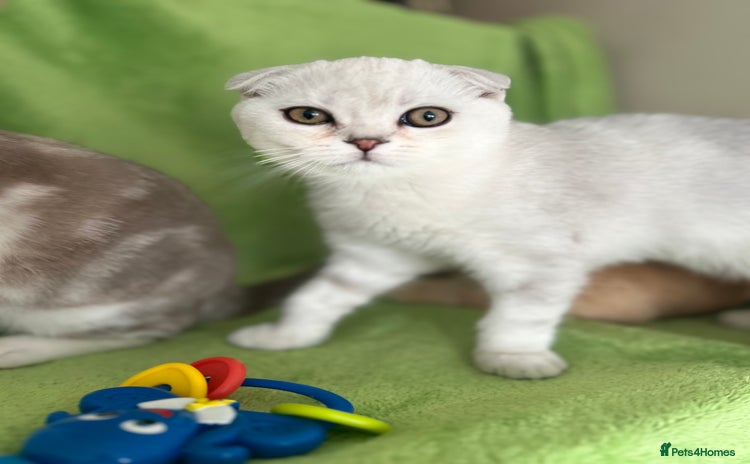 Scottish Fold cats in Reading - Advert 3