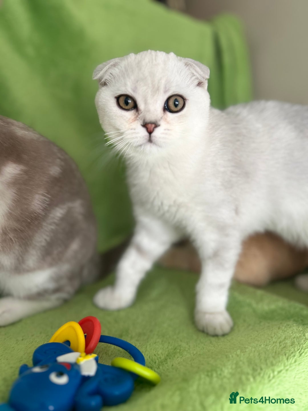 Scottish Fold cats for sale: Beautiful Scottish fold baby’s  in Reading - Image 1