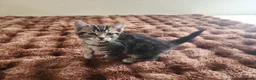 Mixed Breed cats for sale: Take home your best friend - Advert 4