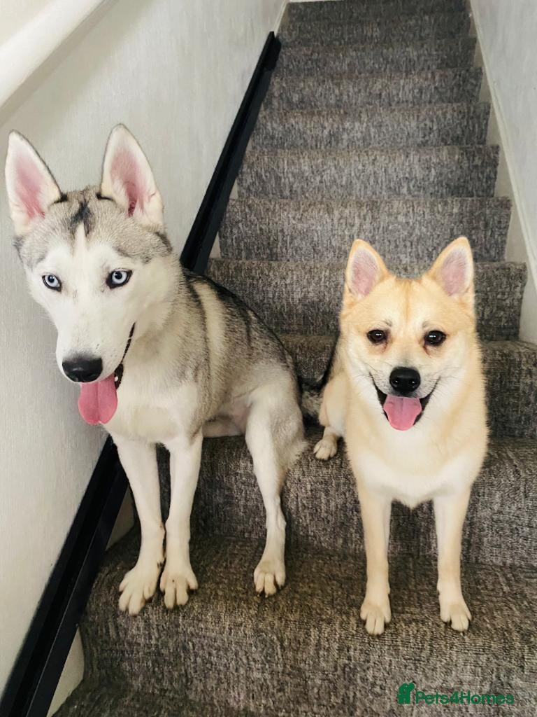 Siberian Husky dogs Beautiful White Husky Girl  - Advert 2