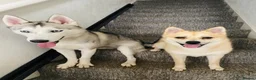 Siberian Husky dogs for sale: Beautiful White Husky Girl  - Advert 2