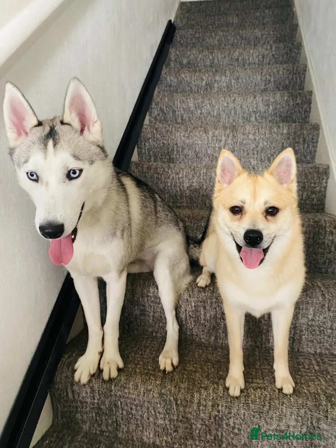 Siberian Husky dogs for sale: Beautiful White Husky Girl  - Advert 2