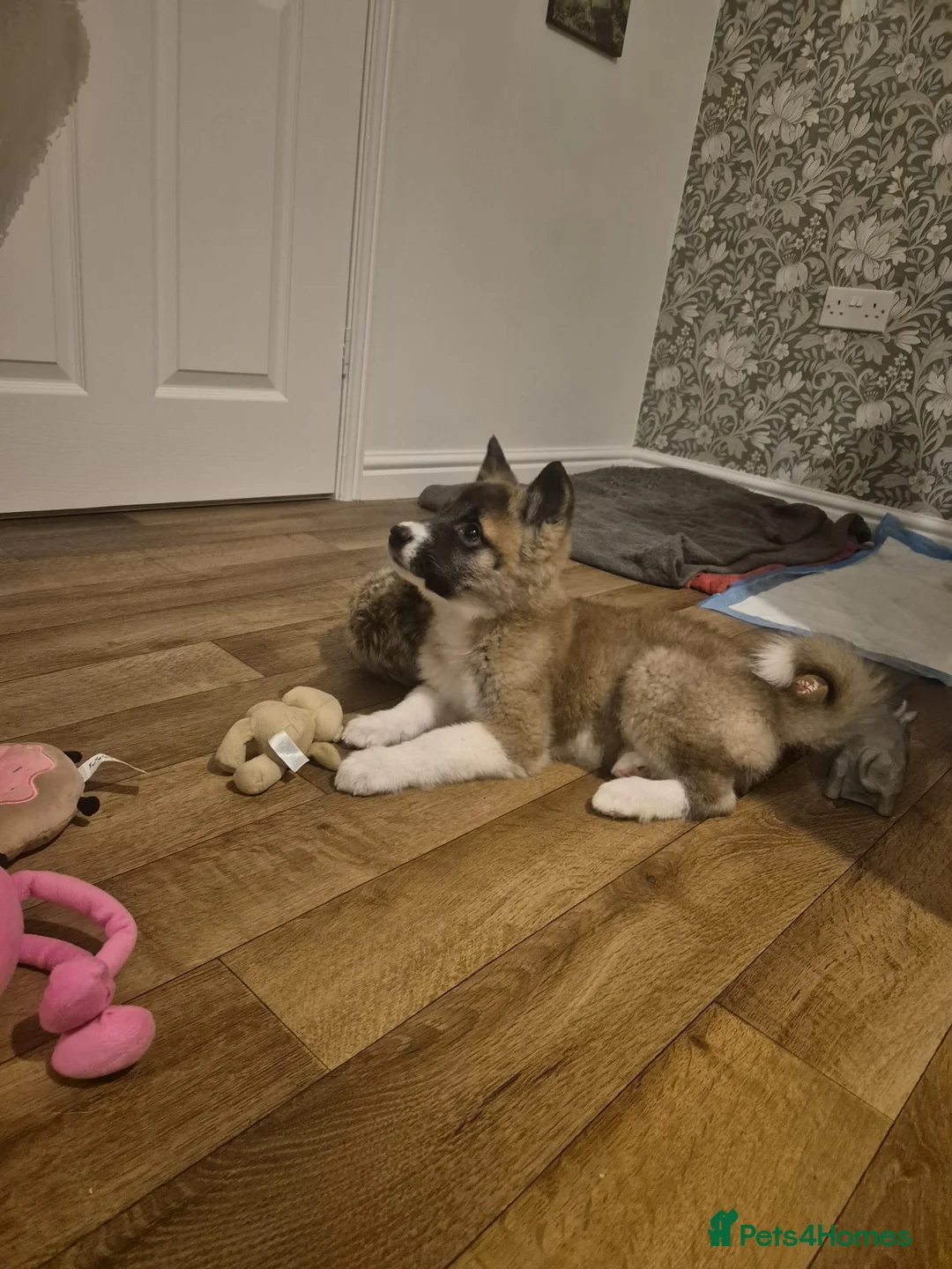 Akita dogs for sale: 12 week old Female Akita Pup for sale/Rehoming - Advert 5