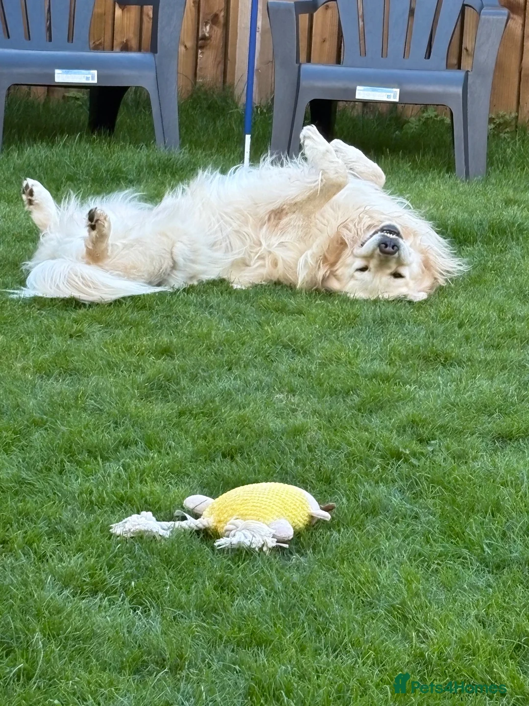 Golden Retriever dogs for stud: Arlo - Golden retriever available for stud - Advert 10