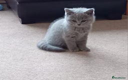 British Shorthair cats for sale: Beautiful British short-hair kittens  - Image 2
