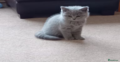 British Shorthair cats - Advert 9