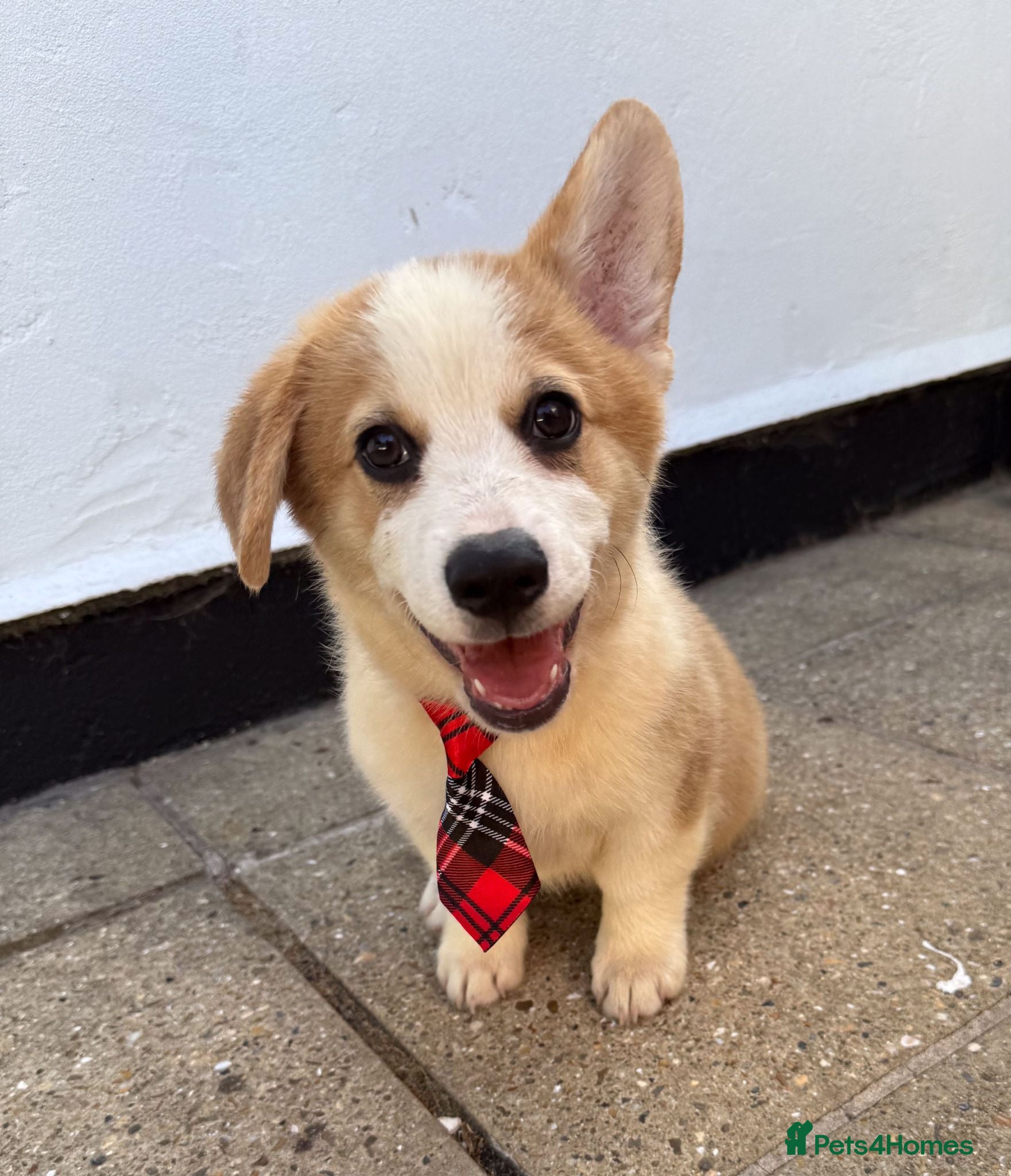 Welsh Corgi Pembroke dogs Fully Vac, KC Papers Ready, waiting to love YOU!! - Advert 1