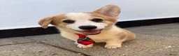 Welsh Corgi Pembroke dogs for sale: Fully Vac, KC Papers Ready, waiting to love YOU!! - Advert 1