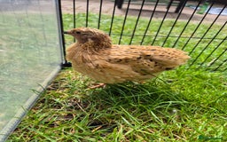Quail poultry for sale: Male Quail for Sale - Image 1