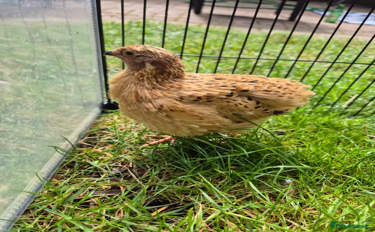Quail poultry - Advert 1