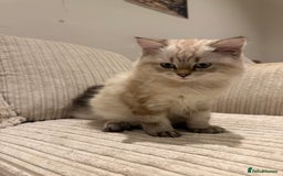 British Longhair cats for sale: British long hair  - Image 2