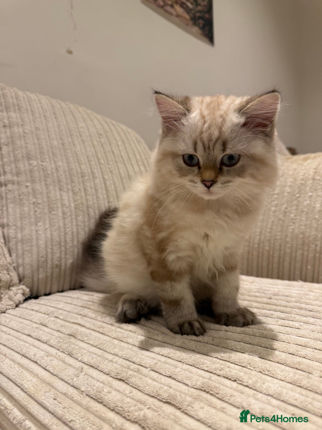 British Longhair cats for sale: British long hair  - Image 2