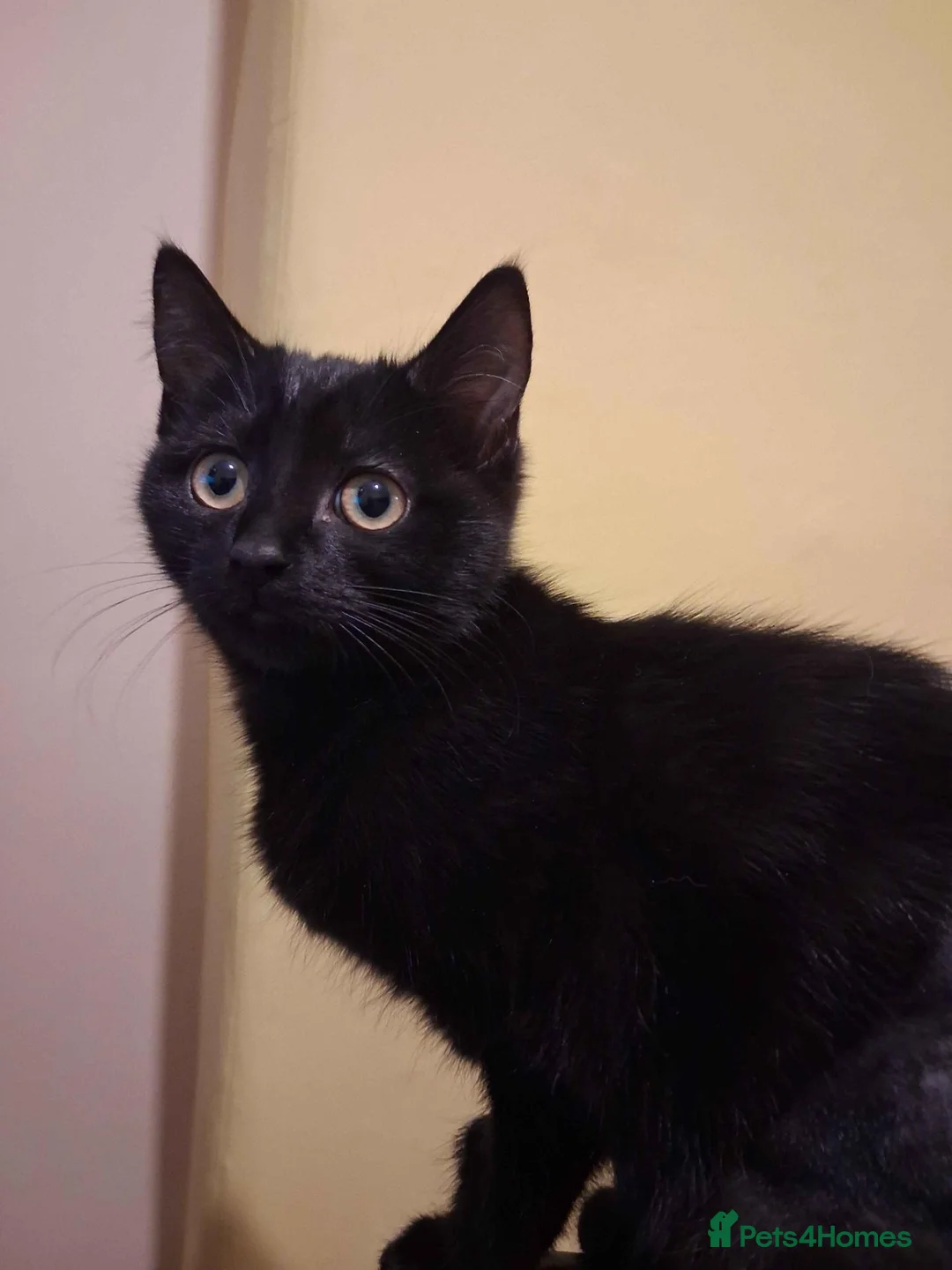 Mixed Breed cats for adoption: ADOPTION: Palmier - Advert 1