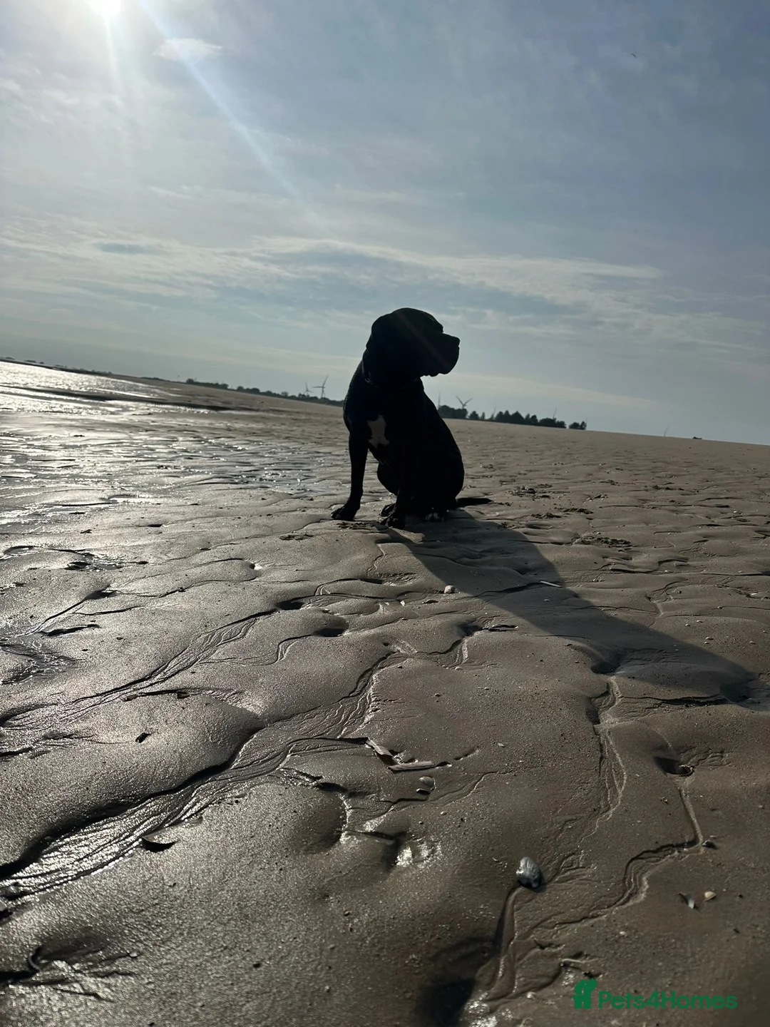 Mixed Breed dogs for sale: Cane corso/ grate dane male - Advert 2