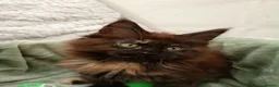Maine Coon cats for sale: 7 x Stunning Maine Coon Kittens - Advert 11