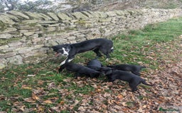 Mixed Breed dogs for sale: Border Terrier X Puppies  - Image 2