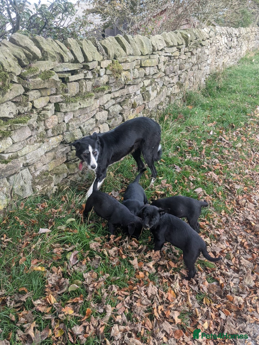 Mixed Breed dogs for sale: Border Terrier X Puppies  - Image 2
