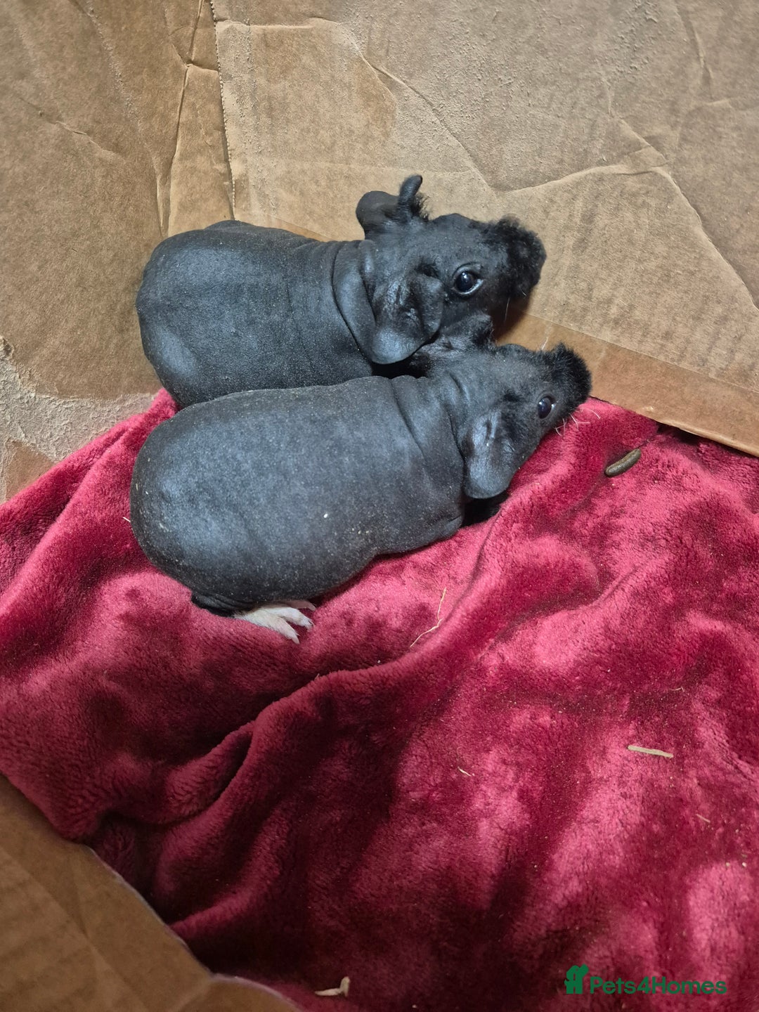 Guinea Pig rodents for sale: Pair of Female Skinny Pigs For Sale  - Advert 1
