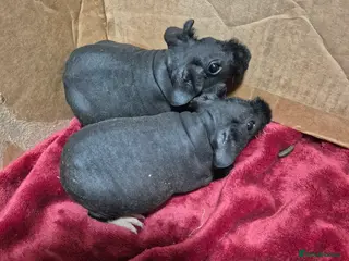 Guinea Pig rodents Pair of Female Skinny Pigs For Sale - Advert 1