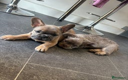 French Bulldog dogs for sale: Teddy bear floodle  - Image 9