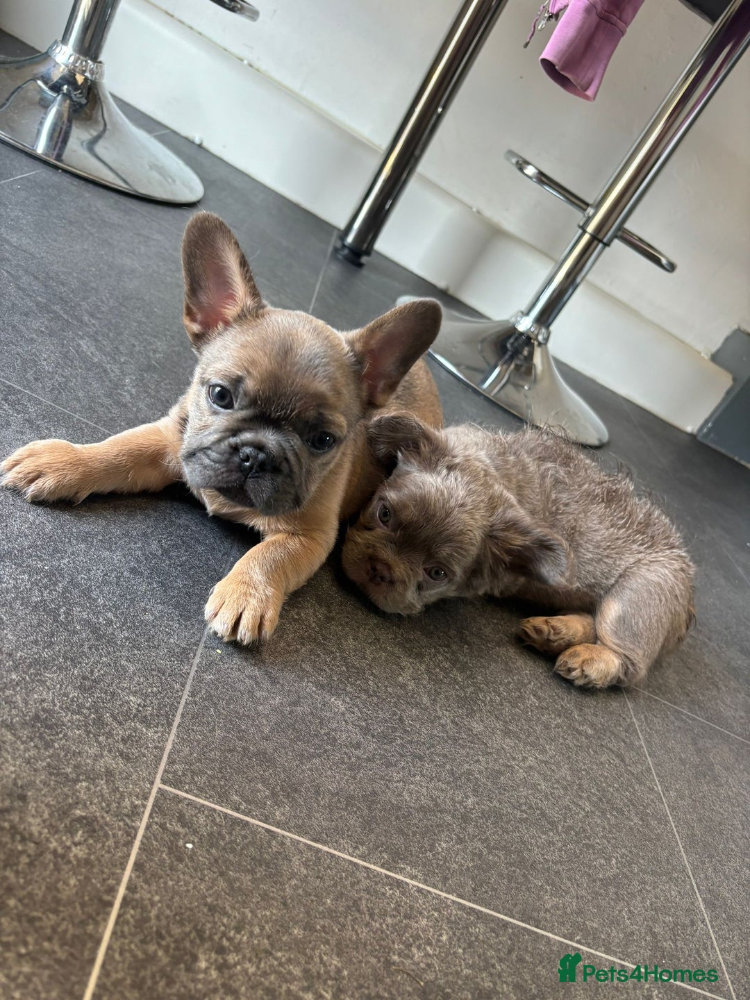 French Bulldog dogs for sale: Teddy bear floodle  - Image 9