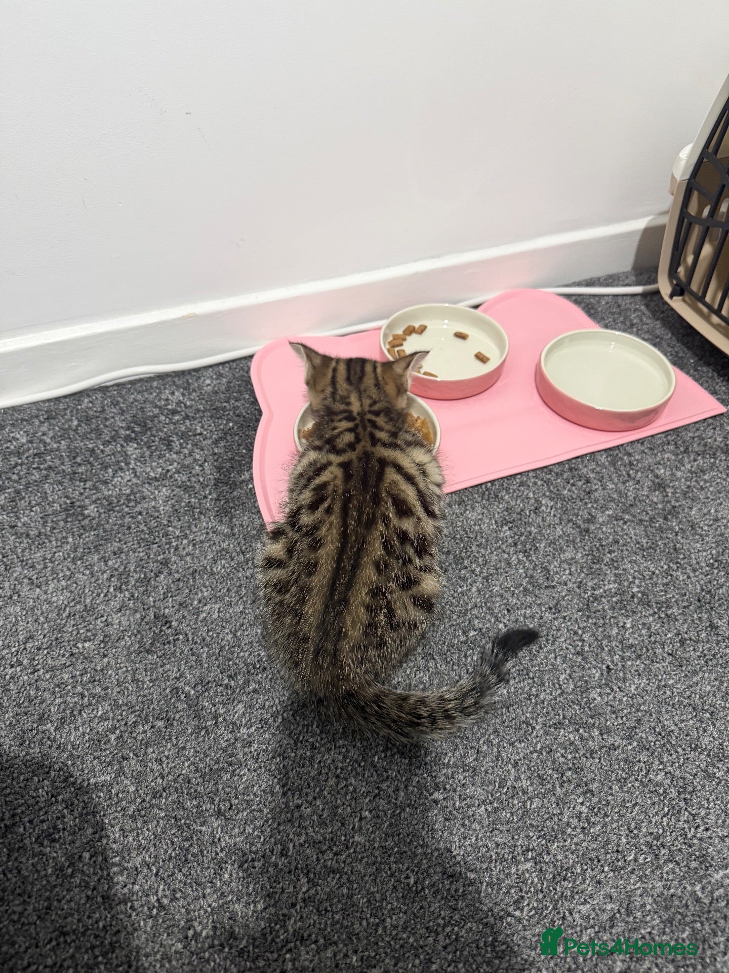 Bengal cats for sale: Beautiful Bengal/Ragdoll Kitten for Sale  - Advert 1