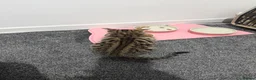 Bengal cats for sale: Beautiful Bengal/Ragdoll Kitten for Sale  - Advert 1