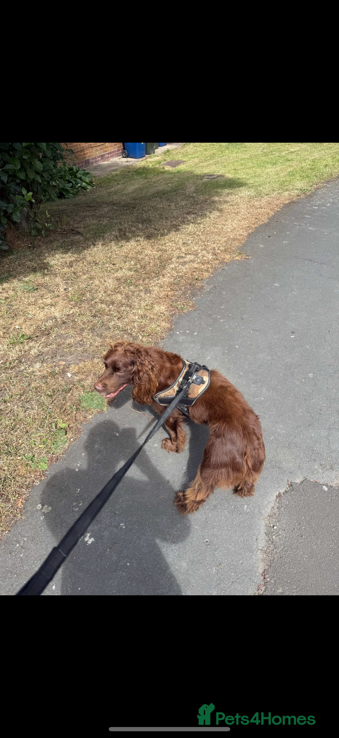 Sprocker dogs for sale: male sprocker spaniel 8 years old  - Image 2
