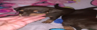 Miniature Dachshund 1