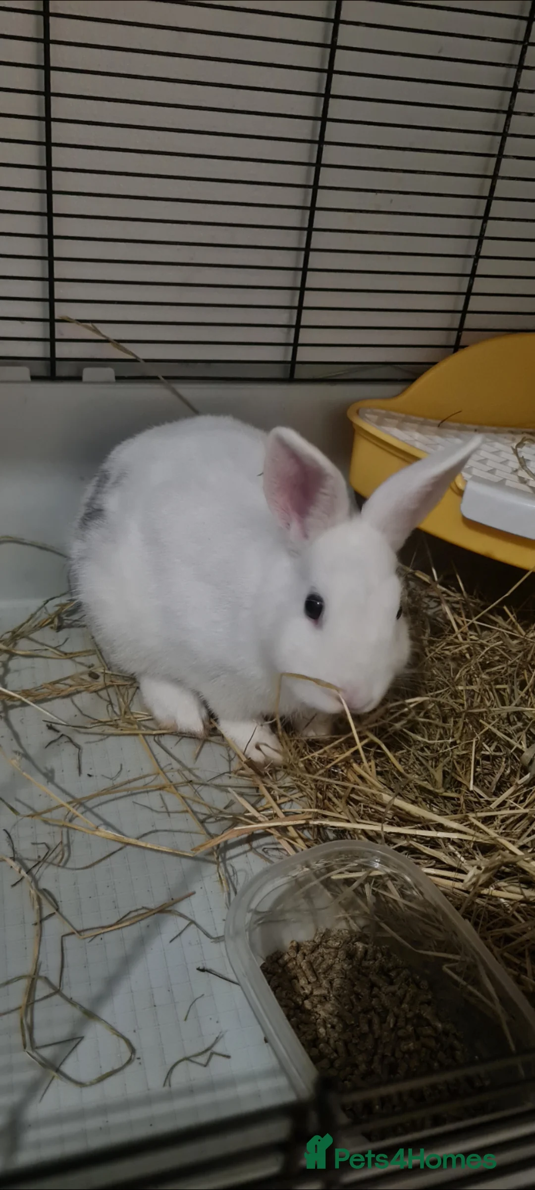 Dwarf Hotot rabbits for sale: Dwarf hotot rabbit in Northwich - Advert 2
