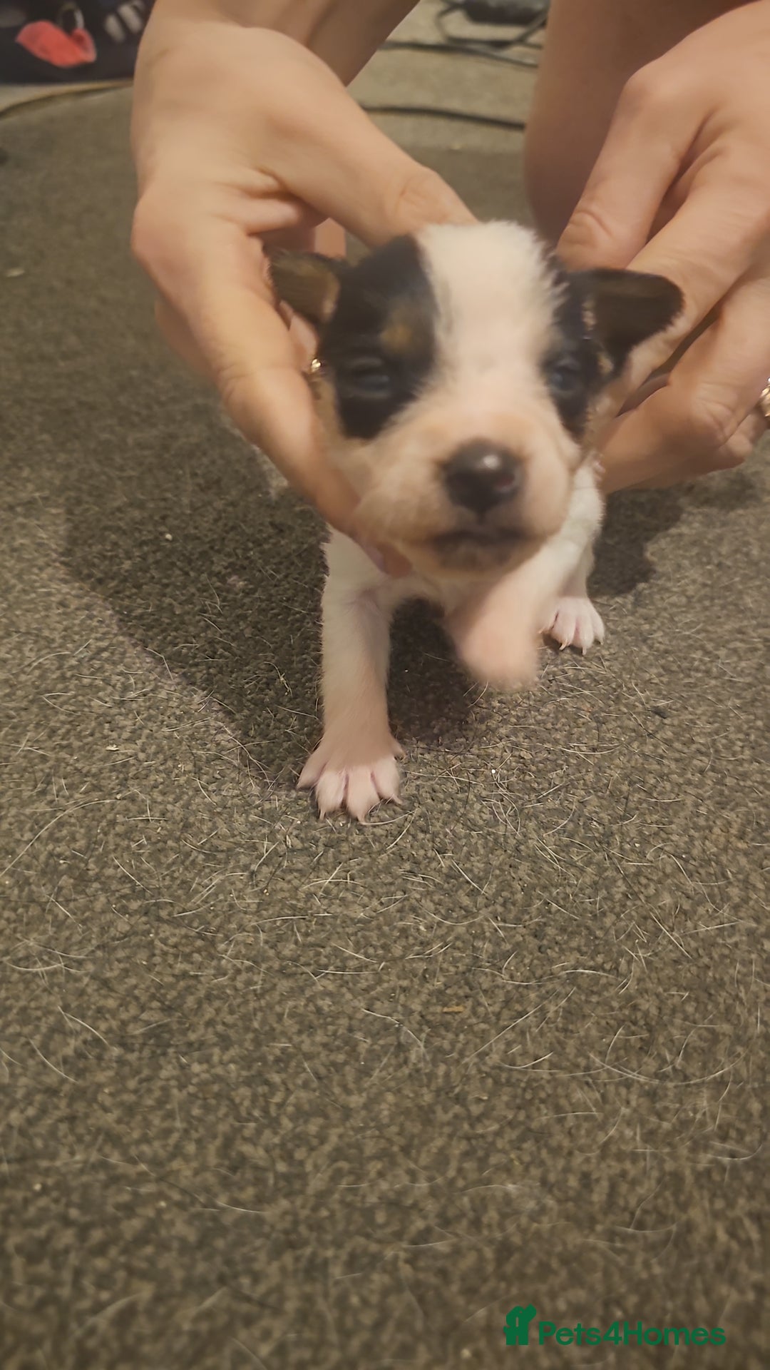 Patterjack dogs for sale: Patterjacks  - Advert 6