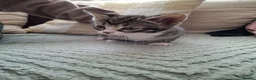 Mixed Breed cats for sale: 5 beutuful kittens are looking for their homes - Advert 5
