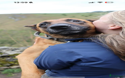 Belgian Shepherd Dog dogs for stud: Health tested KC Belgian Malinois for stud  - Image 4