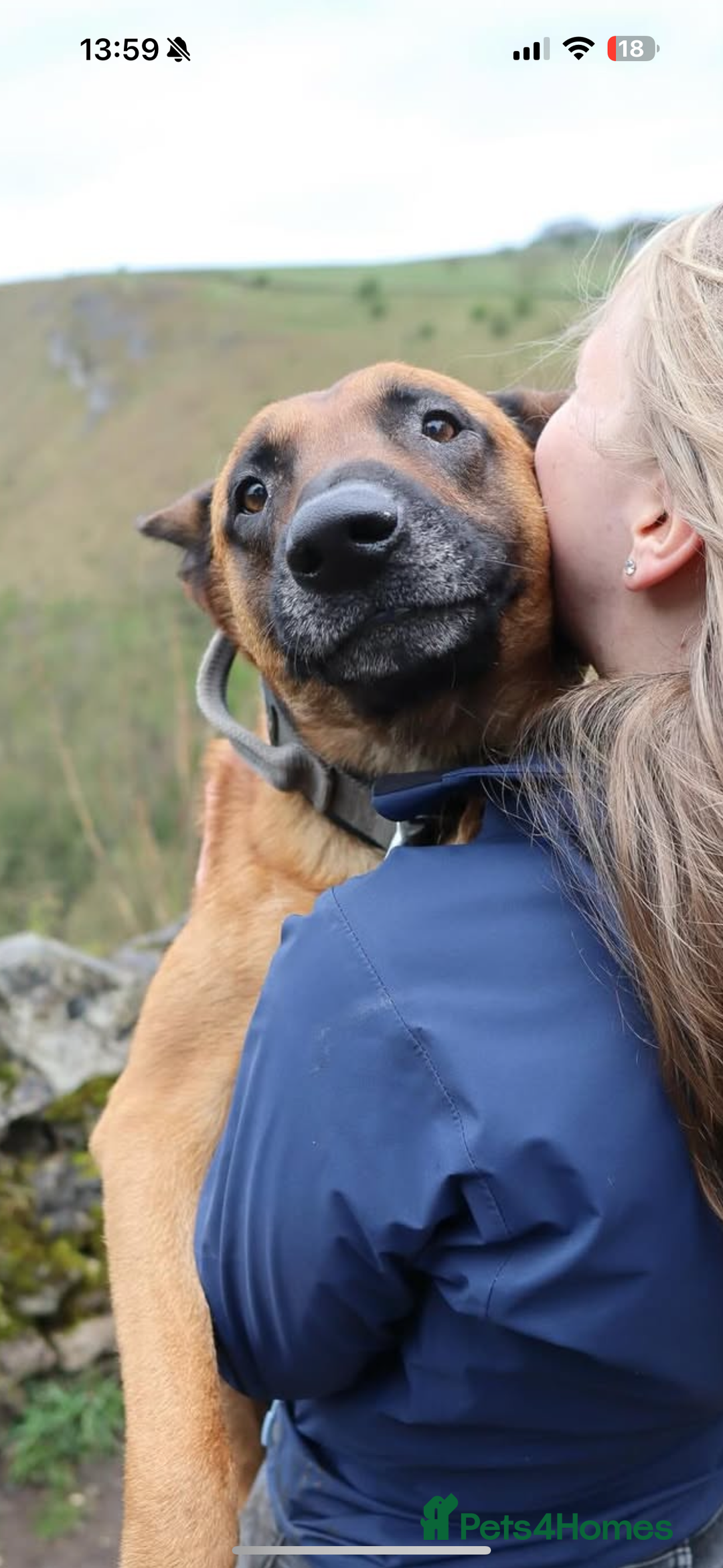 Belgian Shepherd Dog dogs for stud: Health tested KC Belgian Malinois for stud  - Image 4